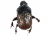 ( - BIOUG02563-H04)  @11 [ ] CreativeCommons - Attribution (2017) CBG Photography Group Centre for Biodiversity Genomics