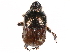  ( - BIOUG02565-D12)  @11 [ ] CreativeCommons - Attribution (2017) CBG Photography Group Centre for Biodiversity Genomics