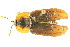  ( - 09-NSWHH-1850)  @13 [ ] CreativeCommons - Attribution (2010) CBG Photography Group Centre for Biodiversity Genomics
