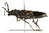  (Phoracanthini - 09-NSWHH-1818)  @14 [ ] CreativeCommons - Attribution (2010) CBG Photography Group Centre for Biodiversity Genomics