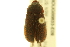  ( - BIOUG00833-E09)  @13 [ ] CreativeCommons - Attribution (2011) CBG Photography Group Centre for Biodiversity Genomics