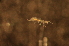  ( - LNP_019)  @11 [ ] Copyright (2010) Unspecified South Australian Museum