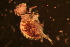  ( - LNP_036)  @11 [ ] Unspecified (default): All Rights Reserved  Unspecified Unspecified