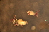  ( - LNP_004)  @12 [ ] Copyright (2010) Unspecified South Australian Museum