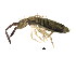  ( - BIOUG02130-F08)  @14 [ ] CreativeCommons - Attribution (2012) CBG Photography Group Centre for Biodiversity Genomics