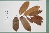  ( - 7046AA)  @11 [ ] Copyright (2013) Bart Wursten National Botanic Garden Belgium