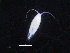  ( - COPCLAD107)  @11 [ ] CreativeCommons - Attribution Non-Commercial Share-Alike (2016) IMR Institute of Marine research