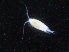  ( - COPCLAD108)  @11 [ ] CreativeCommons - Attribution Non-Commercial Share-Alike (2016) IMR Institute of Marine research