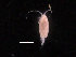 ( - COPCLAD154)  @11 [ ] CreativeCommons - Attribution Non-Commercial Share-Alike (2016) IMR Institute of Marine research