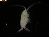  (Gaetanus tenuispinus - COPCLAD21)  @13 [ ] CreativeCommons - Attribution Non-Commercial Share-Alike (2015) IMR Institute of Marine research