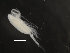  ( - COPCLAD218)  @11 [ ] CreativeCommons - Attribution Non-Commercial Share-Alike (2016) IMR Institute of Marine research