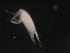  ( - COPCLAD222)  @11 [ ] CreativeCommons - Attribution Non-Commercial Share-Alike (2016) IMR Institute of Marine research
