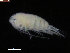  ( - COPCLAD23)  @11 [ ] CreativeCommons - Attribution Non-Commercial Share-Alike (2015) IMR Institute of Marine research
