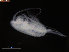  (Pseudocalanus sp - COPCLAD68)  @14 [ ] CreativeCommons - Attribution Non-Commercial Share-Alike (2015) IMR Institute of Marine research