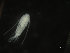  (Arctodiaptomus laticeps - COPCLAD290)  @11 [ ] CreativeCommons - Attribution Non-Commercial Share-Alike (2017) IMR Institute of Marine research