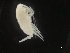  ( - COPCLAD339)  @11 [ ] CreativeCommons - Attribution Non-Commercial Share-Alike (2017) IMR Institute of Marine research