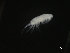  ( - COPCLAD359)  @11 [ ] CreativeCommons - Attribution Non-Commercial Share-Alike (2017) IMR Institute of Marine research