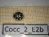  ( - Cocc_2_E2b)  @11 [ ] CreativeCommons Attribution (2025) Dept Invertebrate Zoology and Hydrobiology, University of Lodz University of Lodz