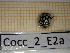 ( - Cocc_2_E2a)  @11 [ ] CreativeCommons Attribution (2025) Dept Invertebrate Zoology and Hydrobiology, University of Lodz University of Lodz