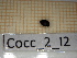  ( - Cocc_2_I2)  @11 [ ] CreativeCommons Attribution (2025) Dept Invertebrate Zoology and Hydrobiology, University of Lodz University of Lodz