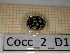  ( - Cocc_2_D1)  @11 [ ] CreativeCommons Attribution (2025) Dept Invertebrate Zoology and Hydrobiology, University of Lodz University of Lodz