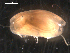  ( - BJL-CH176)  @12 [ ] CreativeCommons - Attribution (2010) Unspecified Centre for Biodiversity Genomics