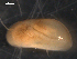  ( - BJL-CH182)  @13 [ ] CreativeCommons - Attribution (2010) Unspecified Centre for Biodiversity Genomics