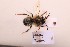  ( - BCA2197)  @11 [ ] CC-BY-NC (2023) ARTHROPOLOGIA ARTHROPOLOGIA