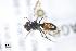  (Nomada bispinosa - BCA0920)  @11 [ ] CC-BY-NC (2022) Adrien Perrard iEES Paris