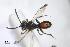  (Nomada glaucopis - BCA0929)  @11 [ ] CC-BY-NC (2022) Adrien Perrard iEES Paris