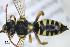  (Nomada gribodoi - BCA0930)  @11 [ ] CC-BY-NC (2022) Adrien Perrard iEES Paris