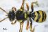  (Nomada illustris - BCA0932)  @11 [ ] CC-BY-NC (2022) Adrien Perrard iEES Paris