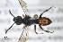  (Nomada kriesteni - BCA0933)  @11 [ ] CC-BY-NC (2022) Adrien Perrard iEES Paris