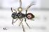  (Nomada linsenmaieri - BCA0935)  @11 [ ] CC-BY-NC (2022) Adrien Perrard iEES Paris