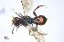 (Nomada rubiginosa - BCA0942)  @11 [ ] CC-BY-NC (2022) Adrien Perrard iEES Paris