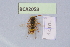  (Nomada duplex - BCA2058)  @11 [ ] CC-BY-NC (2023) INRAE INRAE