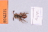  (Nomada fallax - BCA2221)  @11 [ ] CC-BY-NC (2023) INRAE INRAE