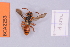  (Nomada bifasciata - BCA2253)  @11 [ ] CC-BY-NC (2023) INRAE INRAE