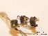  ( - BCA0778)  @11 [ ] CC-BY-NC (2021) ARTHROPOLOGIA ARTHROPOLOGIA