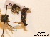  ( - BCA0778)  @11 [ ] CC-BY-NC (2021) ARTHROPOLOGIA ARTHROPOLOGIA