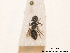  ( - BCA0910)  @11 [ ] CC-BY-NC (2021) ARTHROPOLOGIA ARTHROPOLOGIA