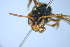  (Nomada numida - BCA0939)  @11 [ ] CC-BY-NC (2022) Adrien Perrard iEES Paris