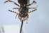  (Nomada sanguinea - BCA0943)  @11 [ ] CC-BY-NC (2022) Adrien Perrard iEES Paris