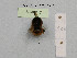  (Bombus pereziellus - BCA1017)  @11 [ ] CC-BY-NC (2022) INRAE INRAE