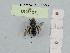 (Andrena solenopalpa - BCA1071)  @11 [ ] CC-BY-NC (2022) INRAE INRAE