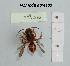  (Nomada agrestis - BCA1296)  @11 [ ] CC-BY-NC (2022) INRAE INRAE