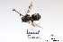  ( - BCA1403)  @11 [ ] CC-BY-NC (2022) ARTHROPOLOGIA ARTHROPOLOGIA
