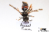  ( - BCA1407)  @11 [ ] CC-BY-NC (2022) ARTHROPOLOGIA ARTHROPOLOGIA