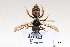  ( - BCA1416)  @11 [ ] CC-BY-NC (2022) ARTHROPOLOGIA ARTHROPOLOGIA