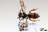  ( - BCA1416)  @11 [ ] CC-BY-NC (2022) ARTHROPOLOGIA ARTHROPOLOGIA